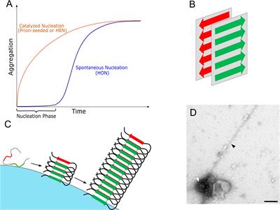 Disentangling the Amyloid Pathways: A Mechanistic Approach to Etiology